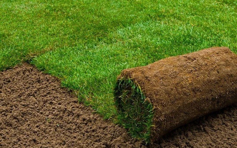 زراعة وتركيب العشب الطبيعي للحدائق جازان 